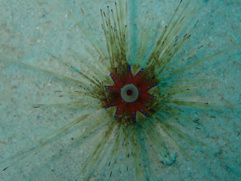 Sea urchin1