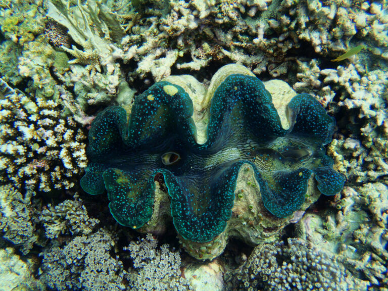 Clam-Tridacna