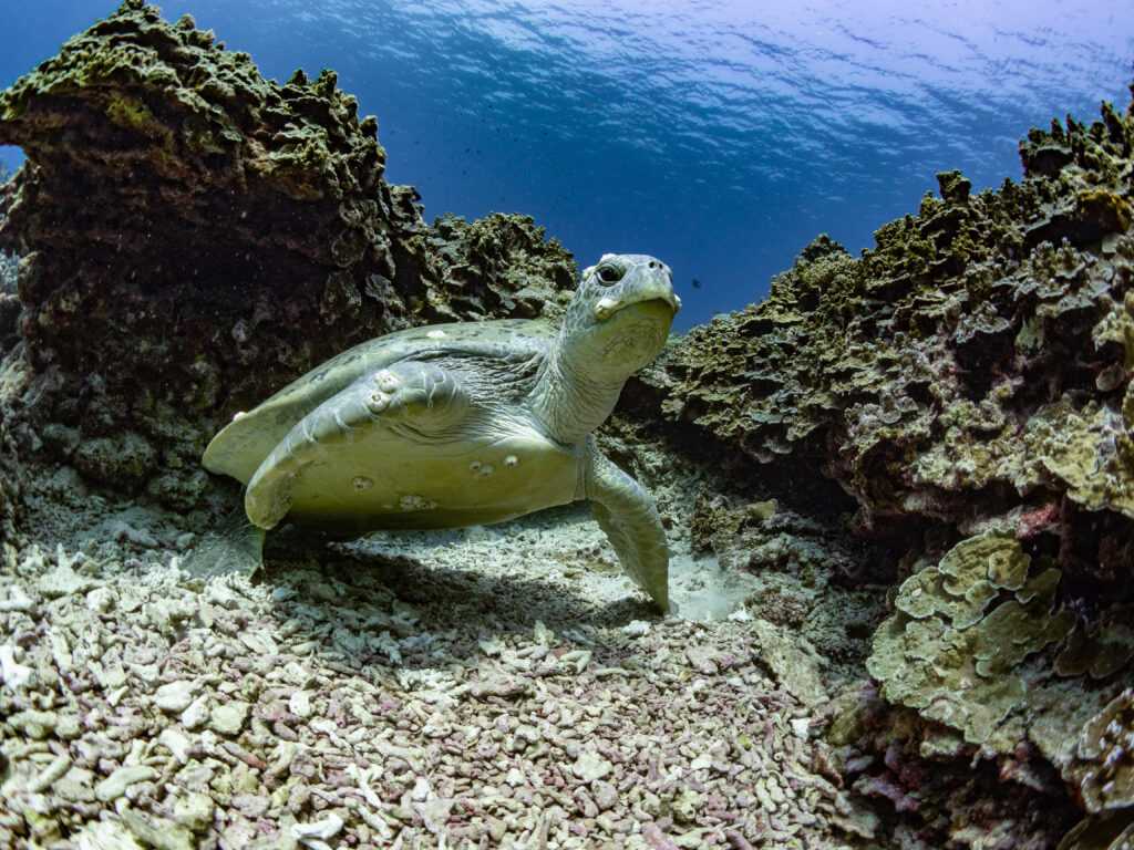 PROTECTING THE BIODIVERSITY IN THE ANAMBAS